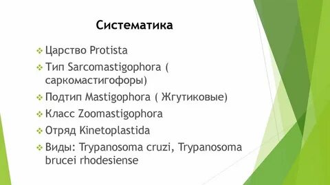 Систематика на латинском