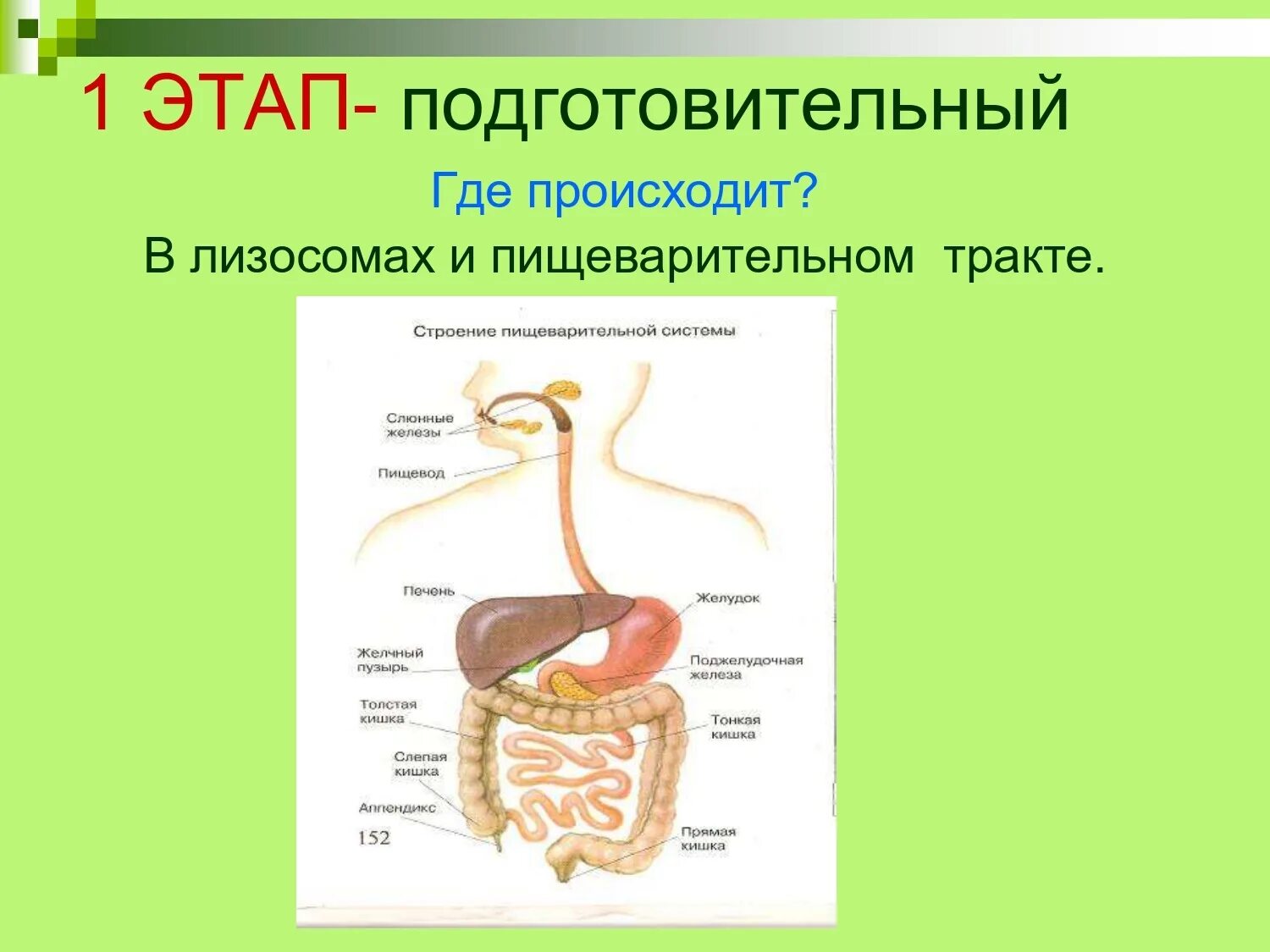 Этапы пищеварительной системы. Подготовительный этап пищеварения. Этапы процесса пищеварения. Строение пищеварительного тракта. Самой длинной частью пищеварительного тракта