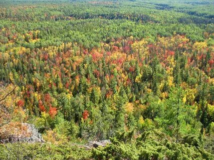 Какая почва в смешанных лесах северной америки
