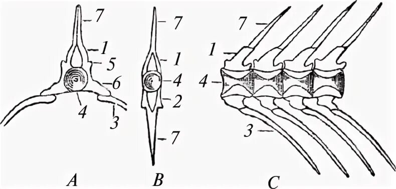 Туловищные и хвостовые позвонки рыб. Позвонок костистой рыбы. Позвонки амфицельные костистой рыбы.
