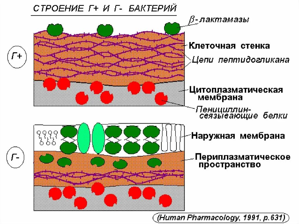 Клеточная стенка состоит из пептидогликана. Строение наружной мембраны грамотрицательных бактерий. Периплазматическое пространство бактерий. Периплазматическое пространство грамотрицательных бактерий. Периплазматическое пространство грамположительных бактерий.