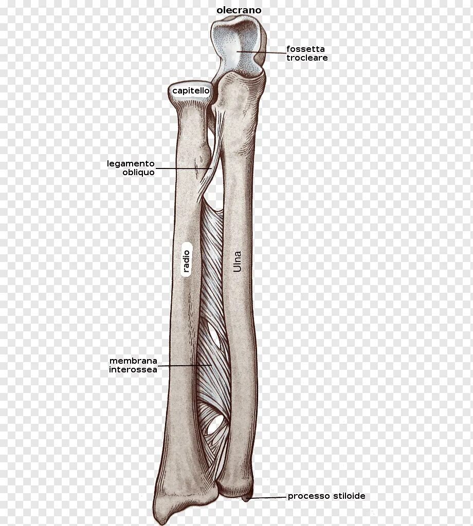 Кости предплечья соединение. Межкостная мембрана предплечья. Межкостная мембрана соединяет кости. Лучевая и локтевая кость. Кости предплечья анатомия.