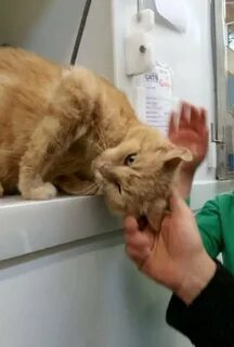 Кот не принимает нового кота