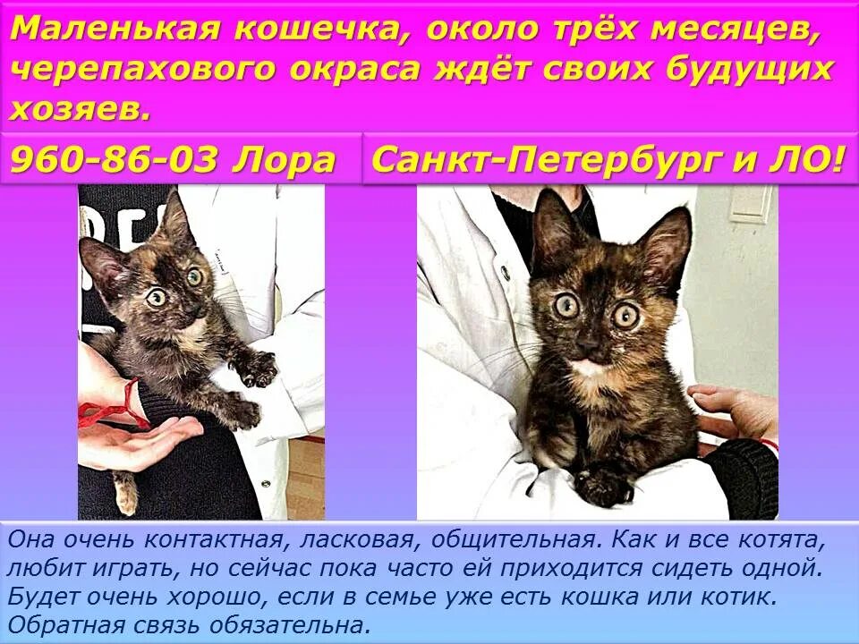 Взять котенка приметы. Окрас кошек и их значение. кошки черепахового окраса характер приметы. котята чита. кого лучше завести кота или кошку.