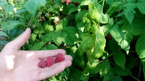 Под малиновым