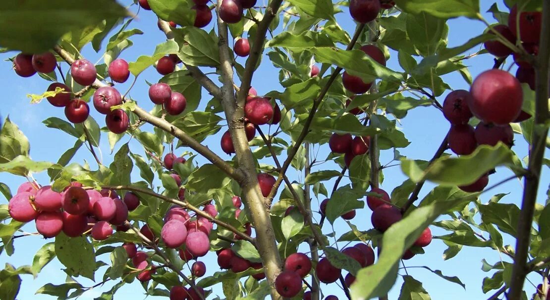 Яблоня Недзвецкого Malus niedzwetzkyana. Яблоня Недзвецкого яблоки. Яблоня декоративная Недзвецкого плоды. Яблоня Недзвецкого сорта.