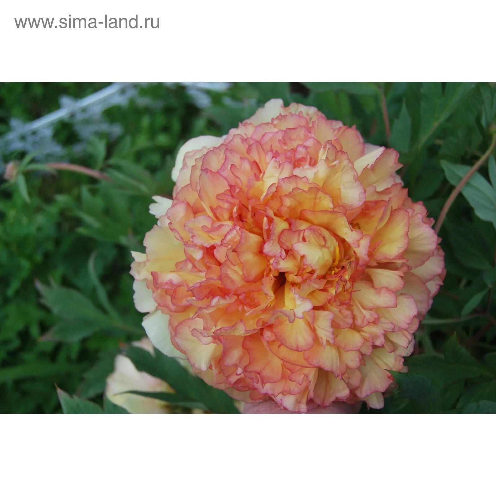 пион древовидный золотая россыпь. пион золотая россыпь описание. пион древовидный кинко. пион древовидный jin ge (kinkaku). пион древовидный кинко.