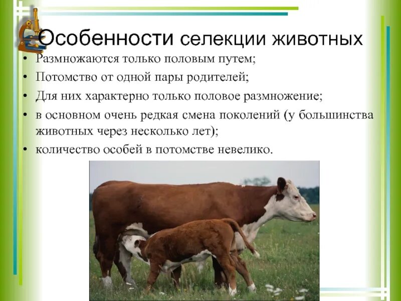 Методы размножения животных. Селекция животных характеристика. селекция коров. селекционер животных. размножение животных.