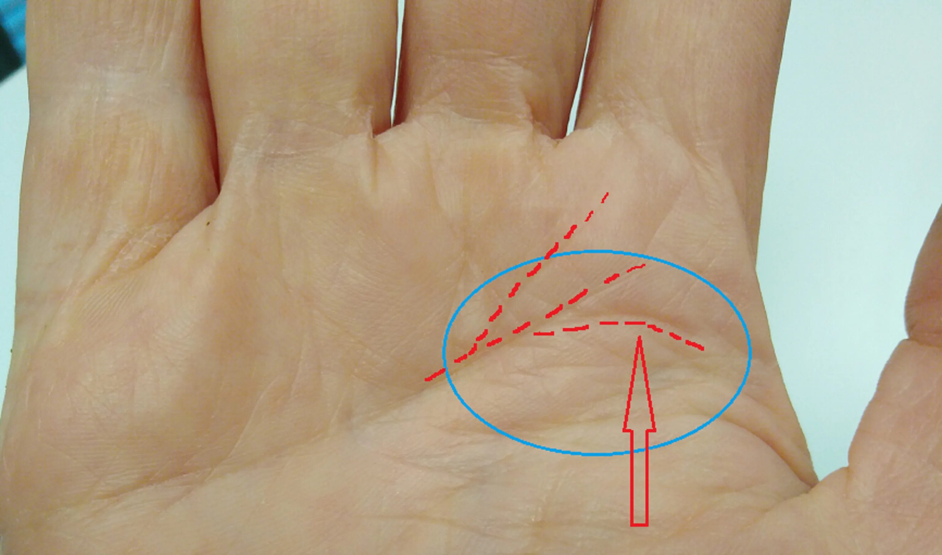 хиромантия вилки. линия жизни и линия сердца на ладони. хиромантия вилки. линия жизни. писательская вилка на линии ума.