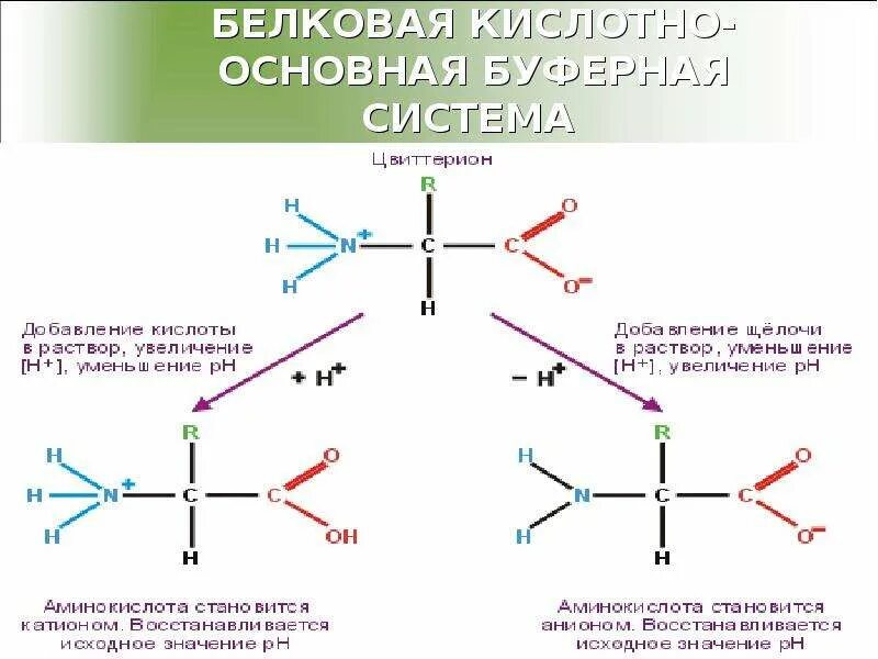 Буферные свойства белков. Белковая буферная система. буферные системы аминокислоты. буферные свойства аминокислот. аминокислотная буферная система.