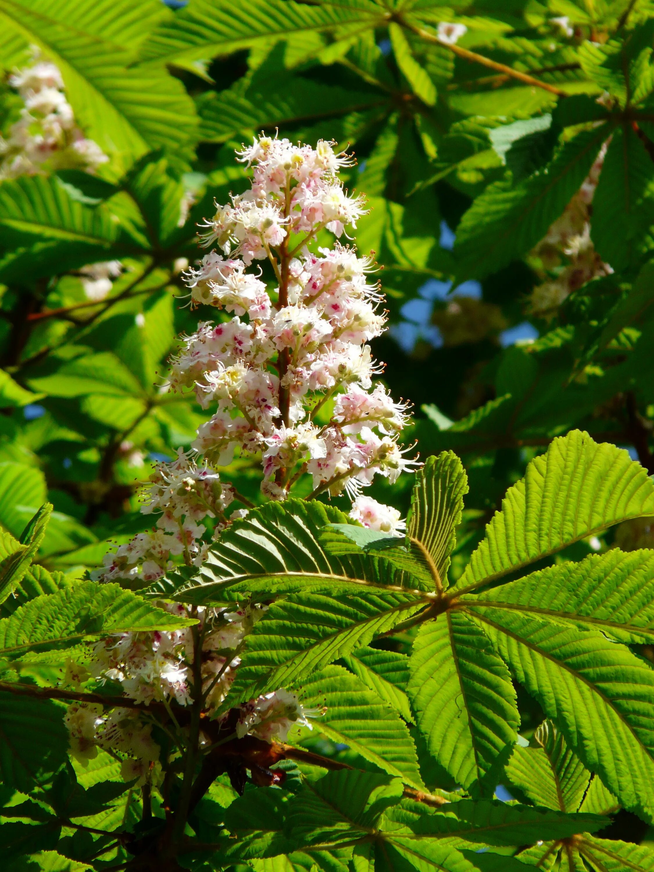 Конский каштан обыкновенный Aesculus hippocastanum. Каштан конский (Aesculus). Каштан конский обыкновенный дерево. Rosskastanie (Aesculus hippocastanum). Каштановые цветы