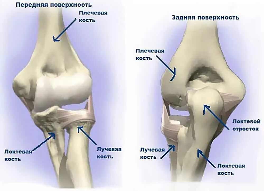 Локтевой сустав анатомия строение кости. Строение локтевого сустава кости. Локтевой отросток плечевой кости анатомия. Плечевая кость локтевой сустав. Болят лучевые кости почему