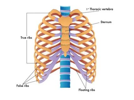 Rib s