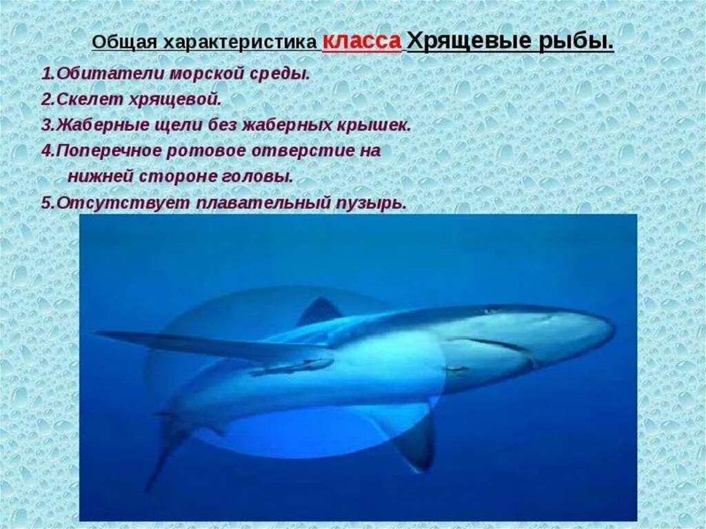 3 признака хрящевых рыб. Хрящевые рыбы. Общая характеристика хрящевых рыб. Класс хрящевые рыбы общая характеристика. Характеристика класса хрящевые рыбы.