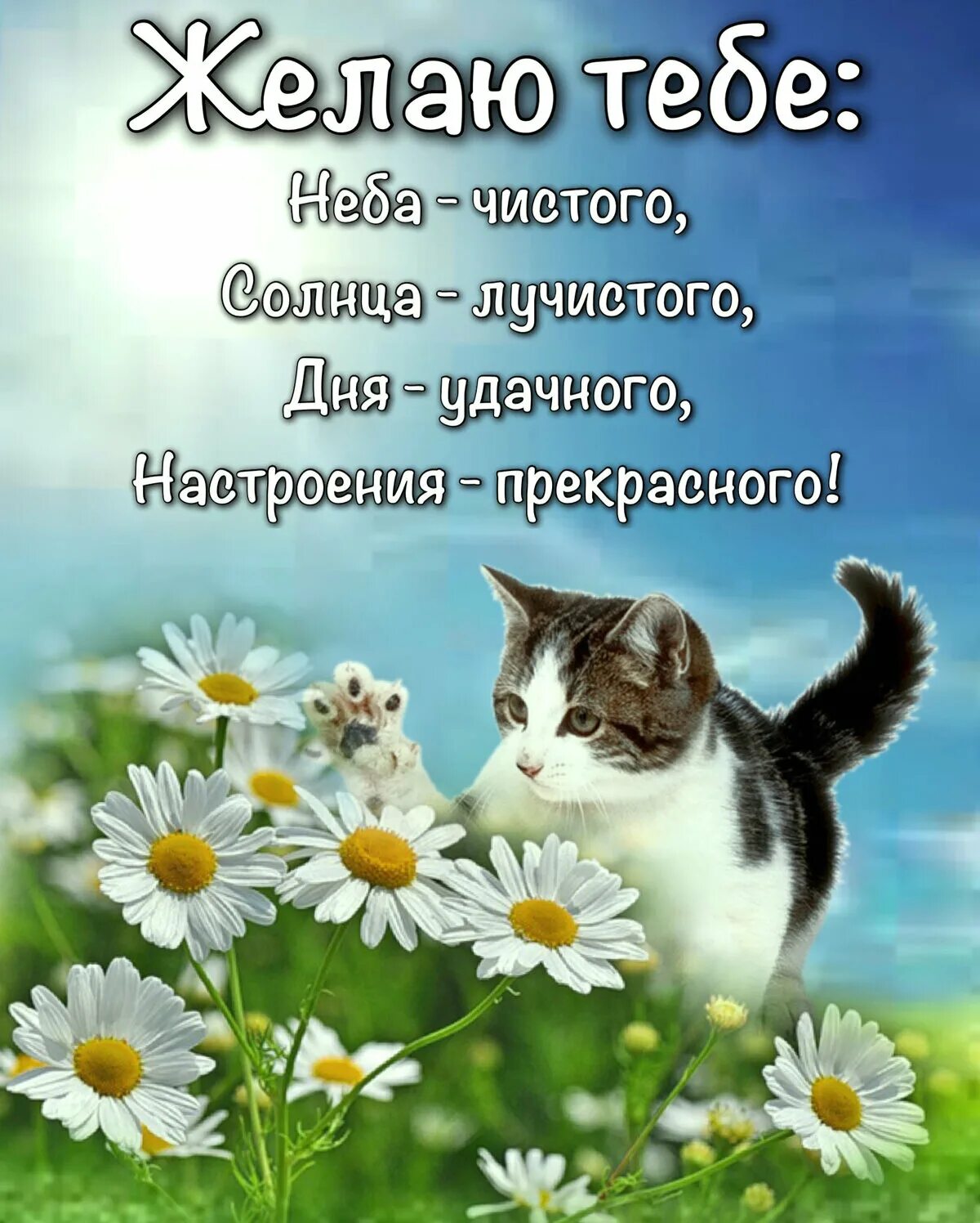 Доброго спокойного дня картинки. Пожелания доброго дня. хорошего дня и отличного настроения. поздравление с добрым днем. доброго дня и хорошего настроения.