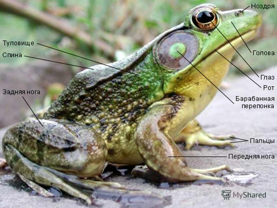 внешнее строение лягушки. приспособленность лягушки к жизни на суше. прудовая лягушка среда обитания. черты приспособления жабы. таблица черты приспособления земноводных.