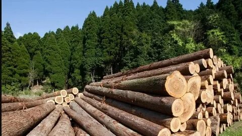 Бесплатная древесина от государства