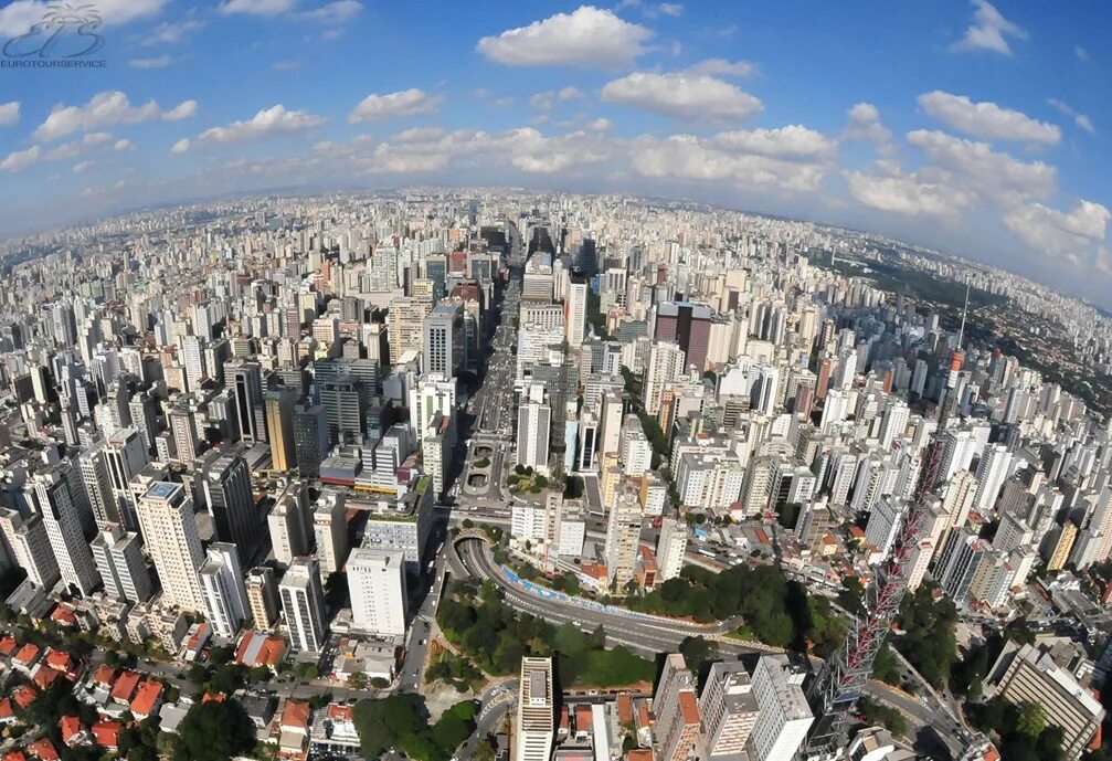 сан паоло бразилия. какое дерево в сан пауло. сан-паулу бразилия. какое дерево в сан пауло. башня в сан паулу.