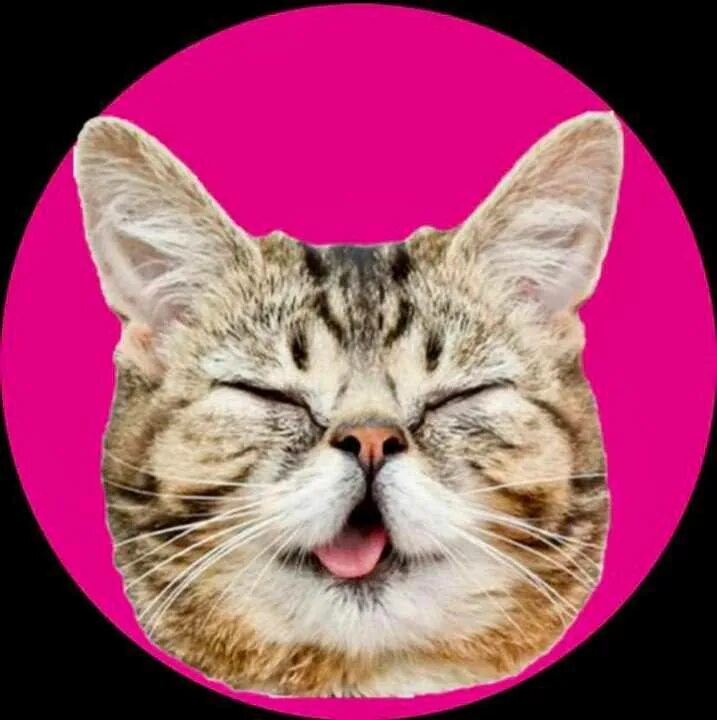 Котенок лайк и игроман. Котэ тв кошка. Котики веселые для канала. Канал коте. Канал коте.