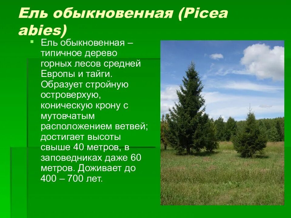 Какой высоты достигают ели. Описание ели обыкновенной. ель обыкновенная описание. характеристика ели обыкновенной. ель обыкновенная характеристика.