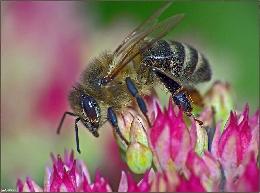 Апи пчела. Пчела АПИС Меллифера. Медоносная пчела. Европейская медоносная пчела. Семейство медоносной пчелы.