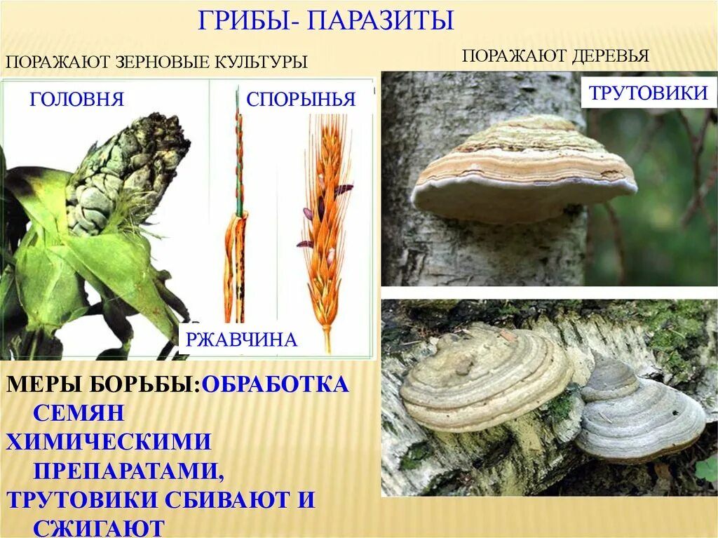 3 паразитических грибах. Грибы паразиты Головня спорынья трутовики. Головня спорынья трутовик. Паразитические грибы строение. Строение гриба паразита 5 класс.