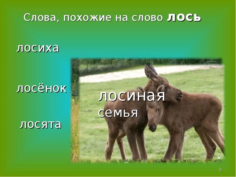Лосиха. Слово лось. Текст лоси 2 класс. Слово лосиха. Текст лосиха и лосенок.