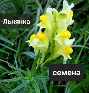 Растение с желтыми цветами названия