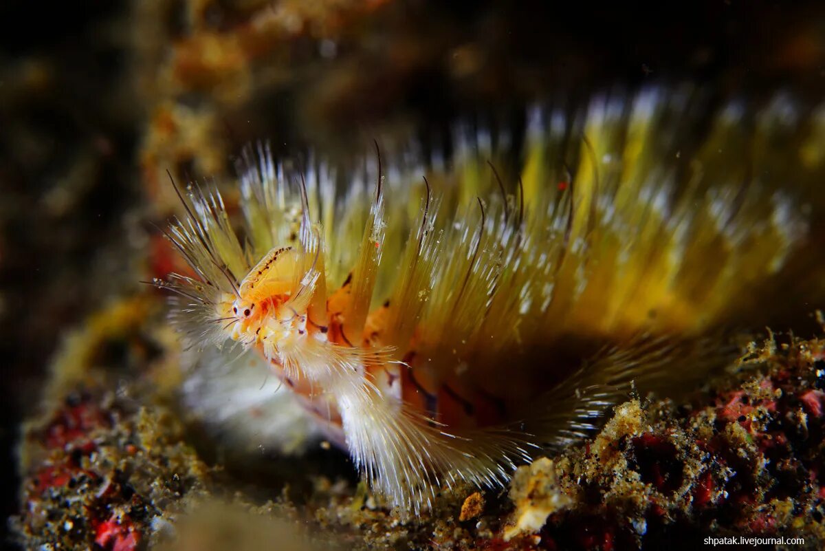 Значение в жизни человека многощетинковых червей. Среда обитания многощетинковых. Кольчатые черви класс многощетинковые. Среда обитания многощетинковых. Hermodice carunculata.