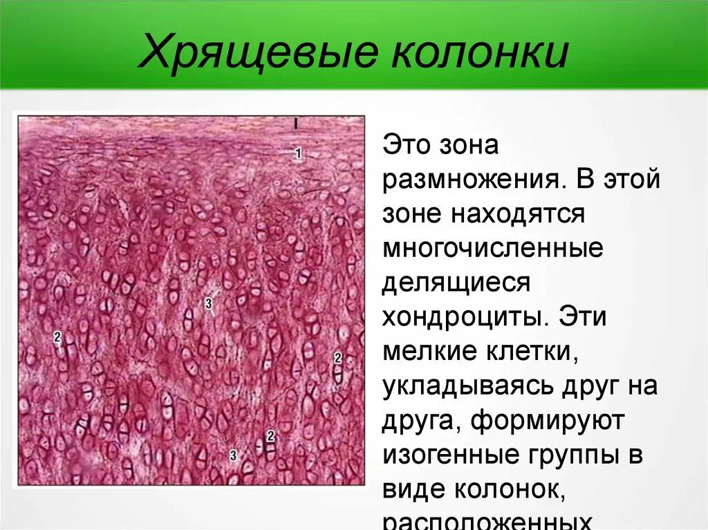 Изогенные группы. Зона клеточных хрящевых колонок. Зона пузырчатых хондроцитов. Изогенные группы клеток. Колонки хондроцитов.