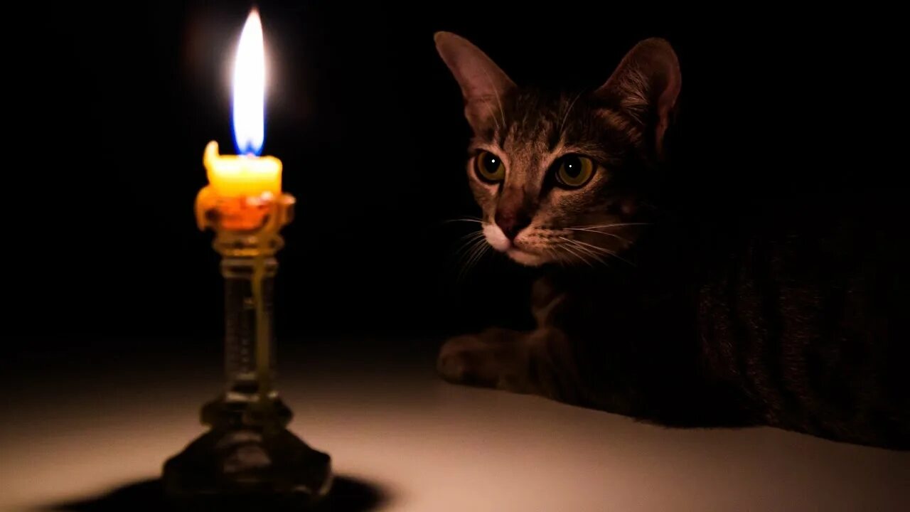 А что света нет. Кот со свечкой. нет света. без электричества. без света.