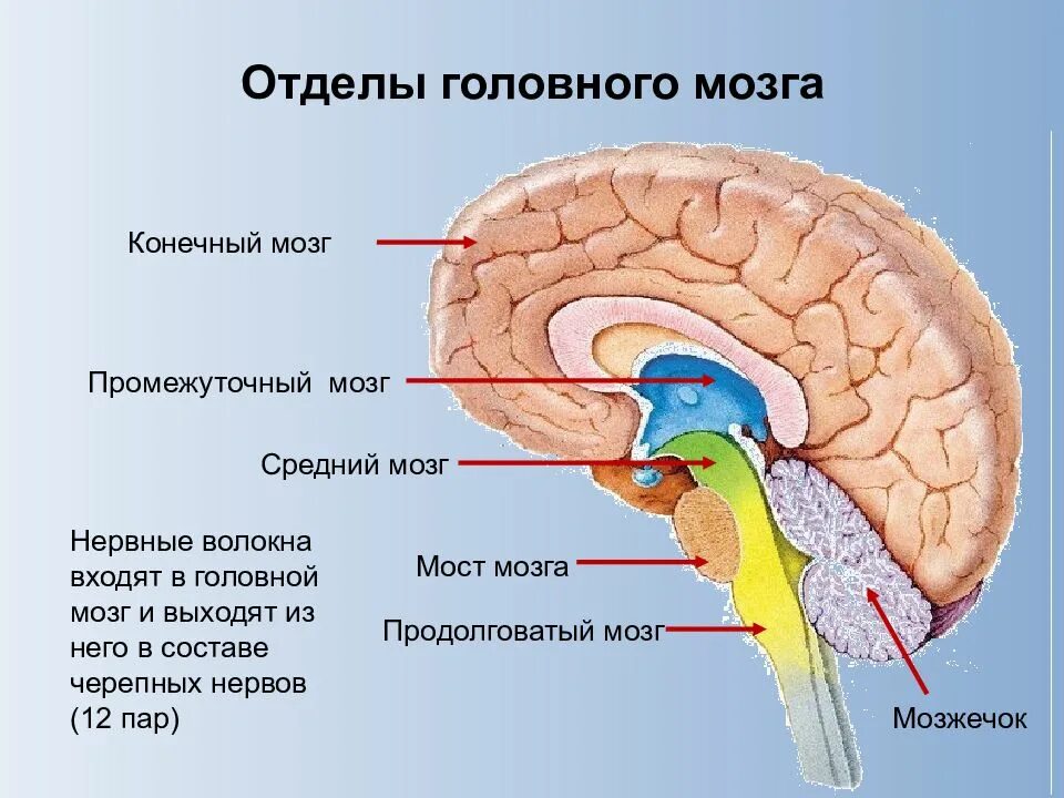Самый маленький отдел головного мозга. Отделы головного мозга конечный мозг. Головной мозг строение конечный мозг. Отделы головного мозга промежуточный мозг. Строение и функции отделов головного мозга конечный мозг.