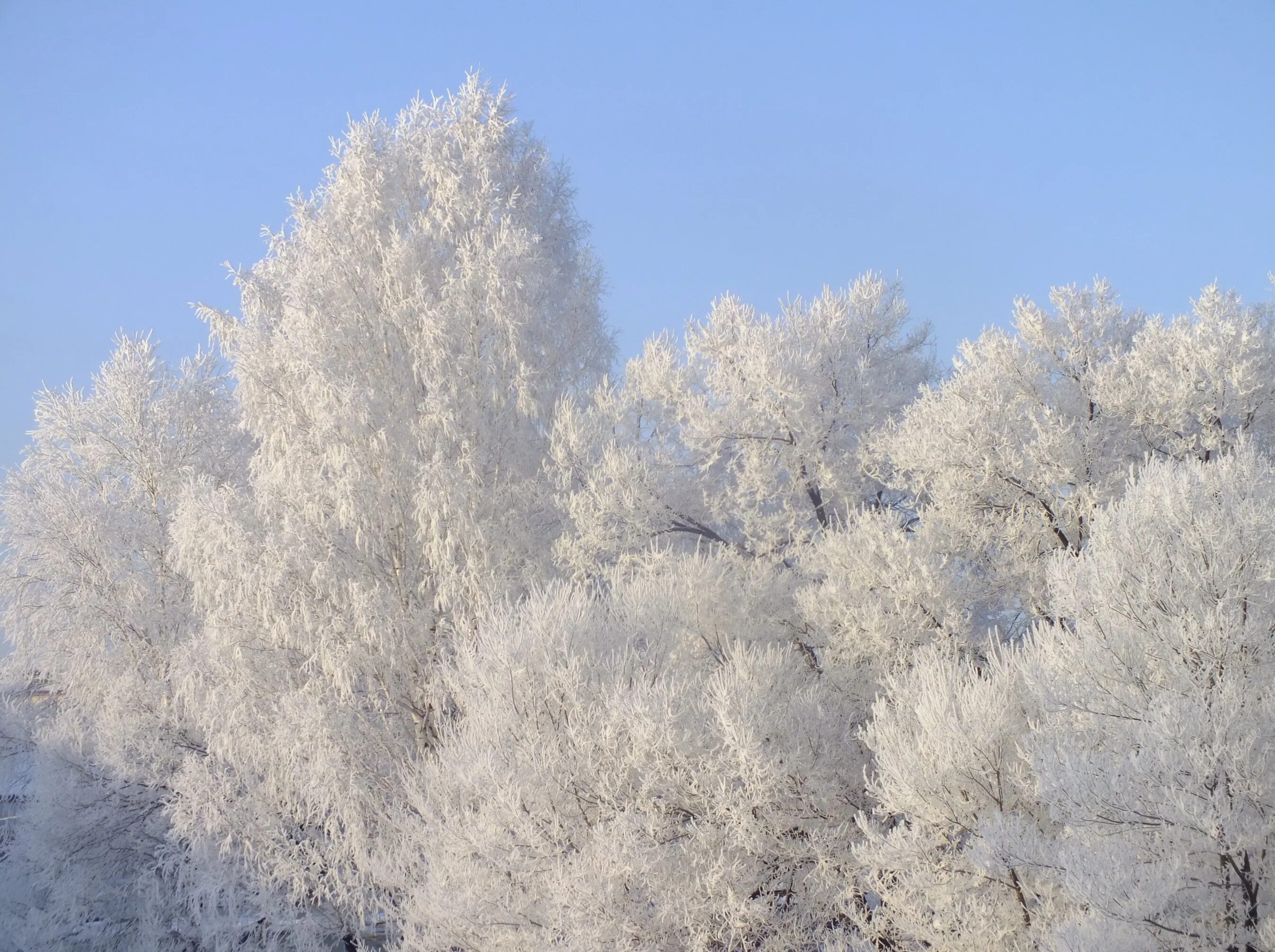 в саду стояли покрытые инеем деревья. иней покрыл деревья подготовительная группа. иней на деревьях. заснеженные деревья. нежная снежность.