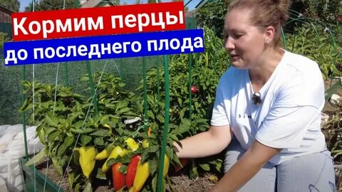 Чем кормить перцев