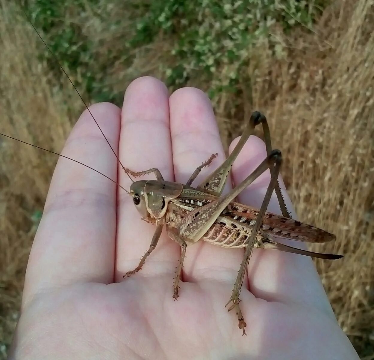 саранча насекомое. кузнечиковые прямокрылые. кобылка кузнечик. кузнечик сабленосец. кузнечик уэта.