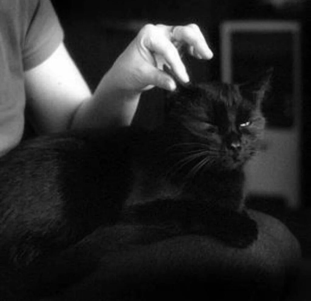 кот черный рукой. маникюр с кошками. девушка с черным котом. девушка с черной кошкой. девушка с черным котом.