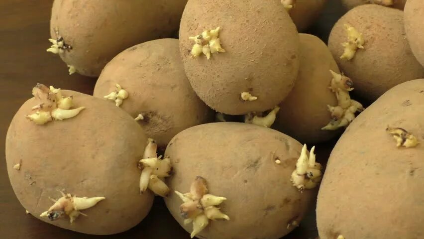 Poisonous potato update. Проростки картофеля. Пророщенная картошка. Картошка едовая. Пророщенный картофель фото.