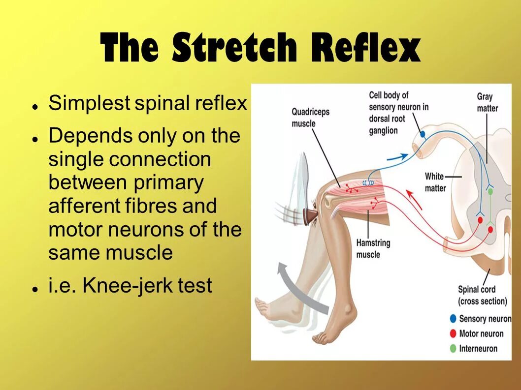 Стретч рефлекс. Стрейч рефлекс мышцы. Reflex Physiology. Миотатический рефлекс физиология.