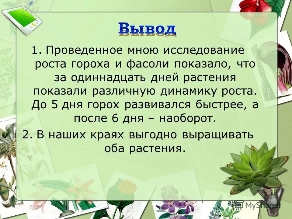 Вывод гороха. Вывод фасоли. Вывод по горох. Вывод выращивание фасоли. Прорастание семян гороха вывод