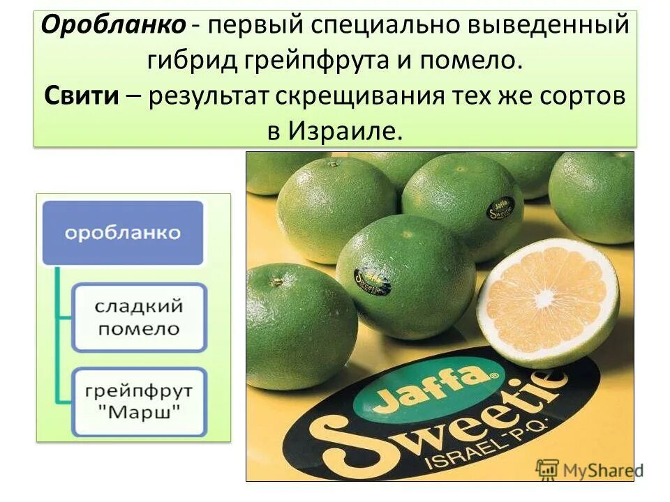 помело 5 букв сканворд