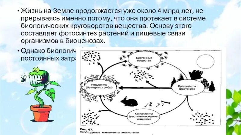 Основные закономерности устойчивости живой природы. Круговорот фотосинтез растений. Круговорот веществ в развитии жизни. Фотосинтез круговорот веществ.