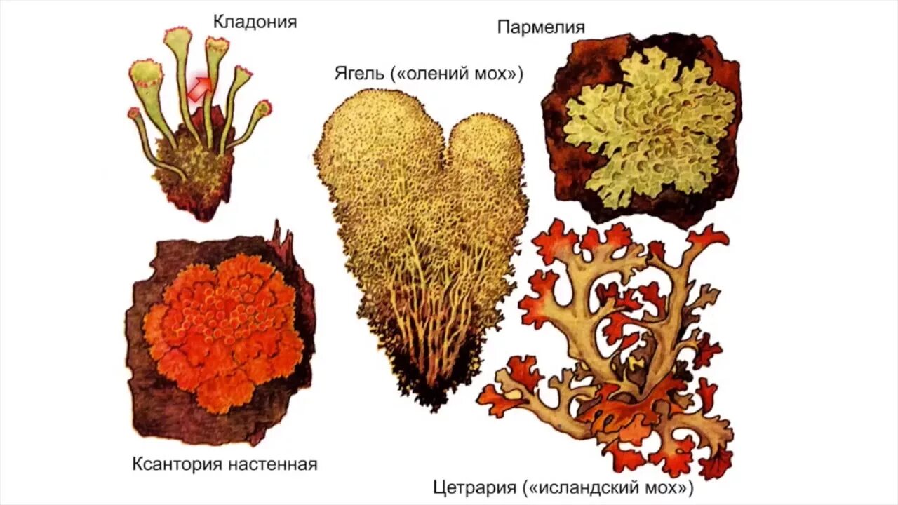 Грибница лишайника. Ксантория лишайник биология 5 класс. Строение лишайника ЕГЭ. ЕГЭ накипной лишайник биология. Грибы и лишайники биология