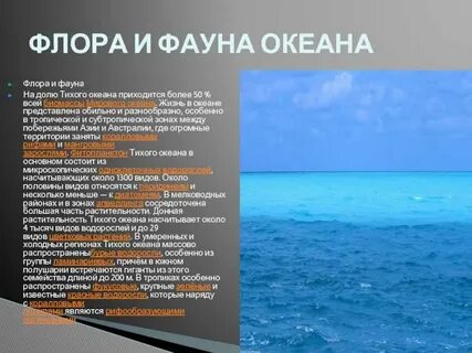 Сообщение жизнь в океане кратко