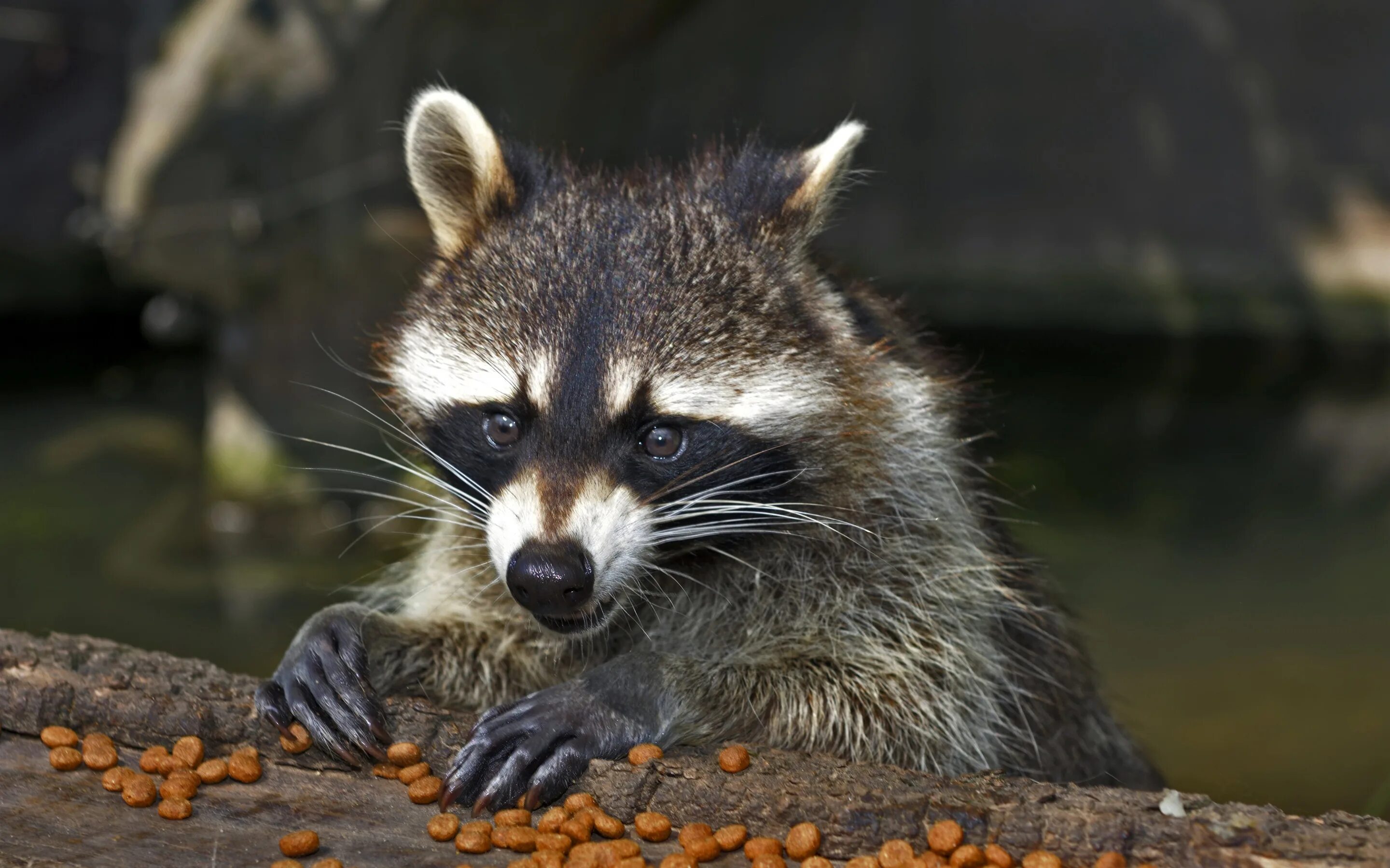 Енот-полоскун. Енот полоскун морда. Еноты (the Raccoons). Енот полоскун лапы