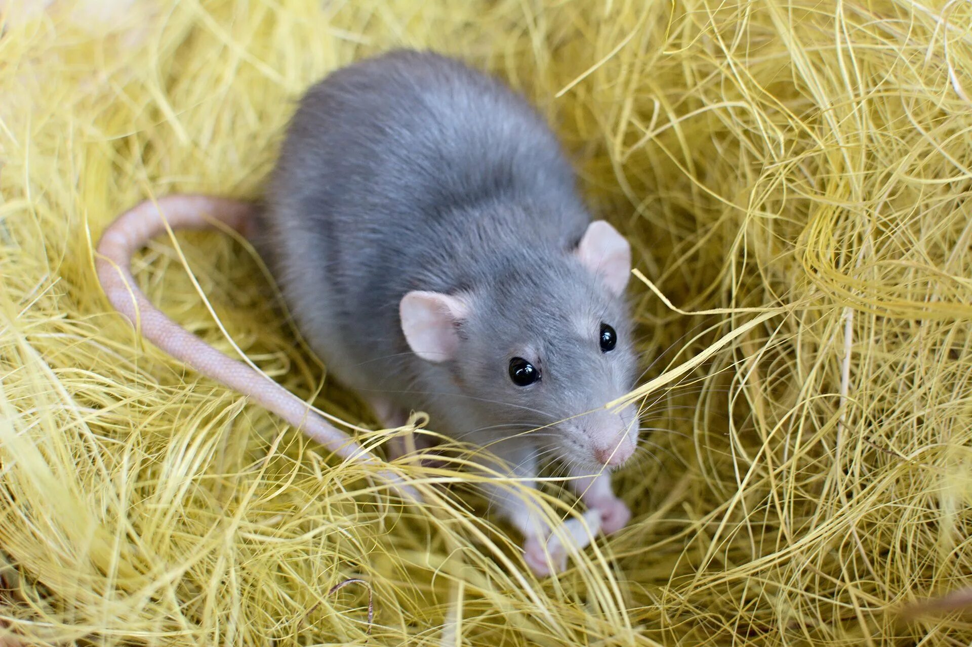 Секреты серой мыши. Ялпачек Леви крысы. Мышка животное. Крыса фото. Крыса домашняя.