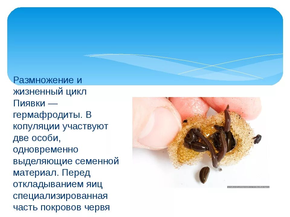 Развитие пиявок. Кольчатые черви пиявки строение. Медицинская пиявка размножение. Развитие пиявок. Развитие пиявок.
