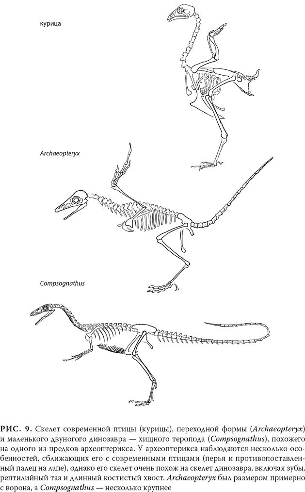 Археоптерикс скелет. Археоптерикс строение скелета. Скелет археоптерикса и птицы. Компсогнат скелет. Скелет археоптерикса