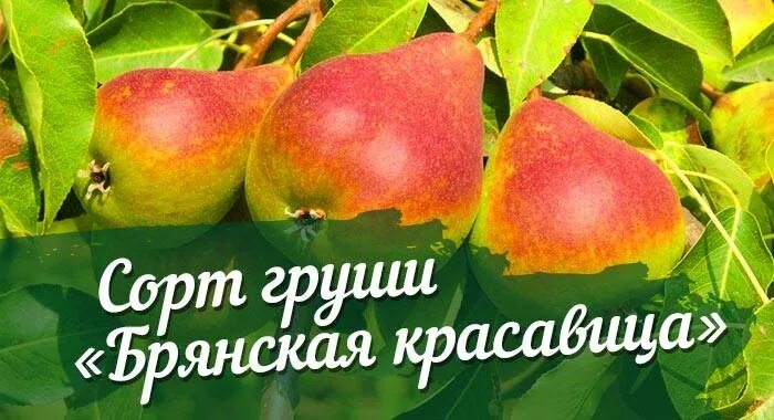 Брянская красавица описание сорта. Груша брянская красавица опылители. сорт груши брянская красавица. сорт груши талгарская красавица. груша брянская красавица морозостойкость.