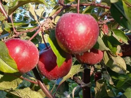 Яблоня красномякотная отзывы