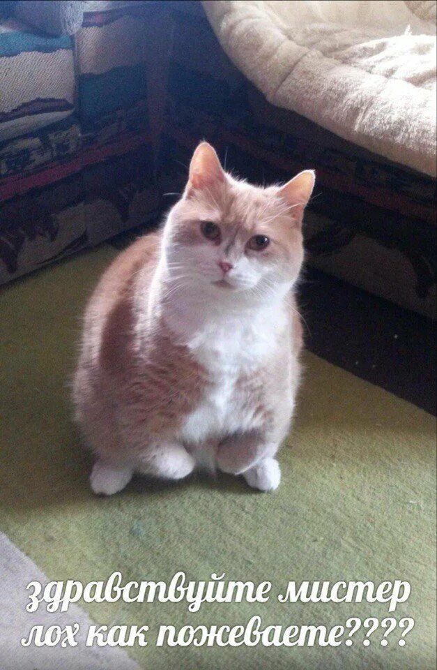 Кот мем привет. Коты для вп. коты для важных переговоров. мистер лох. досвидание мистер лох кот.
